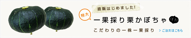 風土のおすすめ野菜！ 特大一果採り栗かぼちゃ
