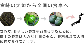 宮崎の大地から全国の食卓へ、安心で、おいしい野菜をお届けするために。風土の野菜は入念な計画のもと、特別栽培で大切に育てられています。