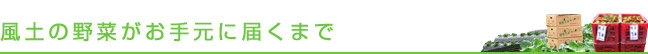 風土の野菜がお手元に届くまで